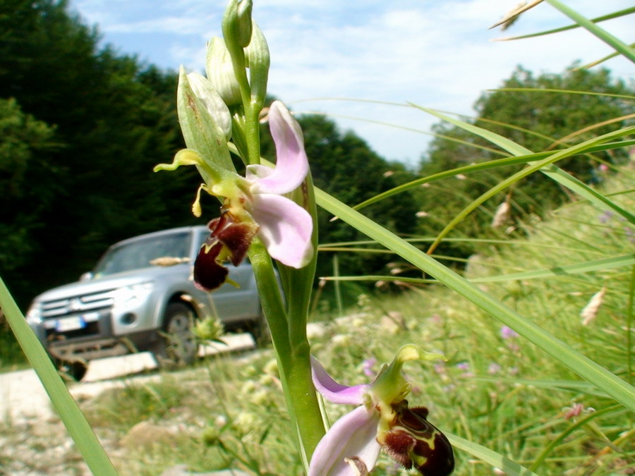 Orchidee dai Monti della Laga